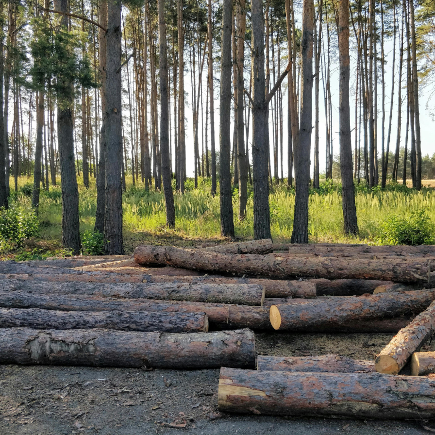 Gelondongan Kayu di Sumatera Membuka Tabir Kejahatan Kehutanan