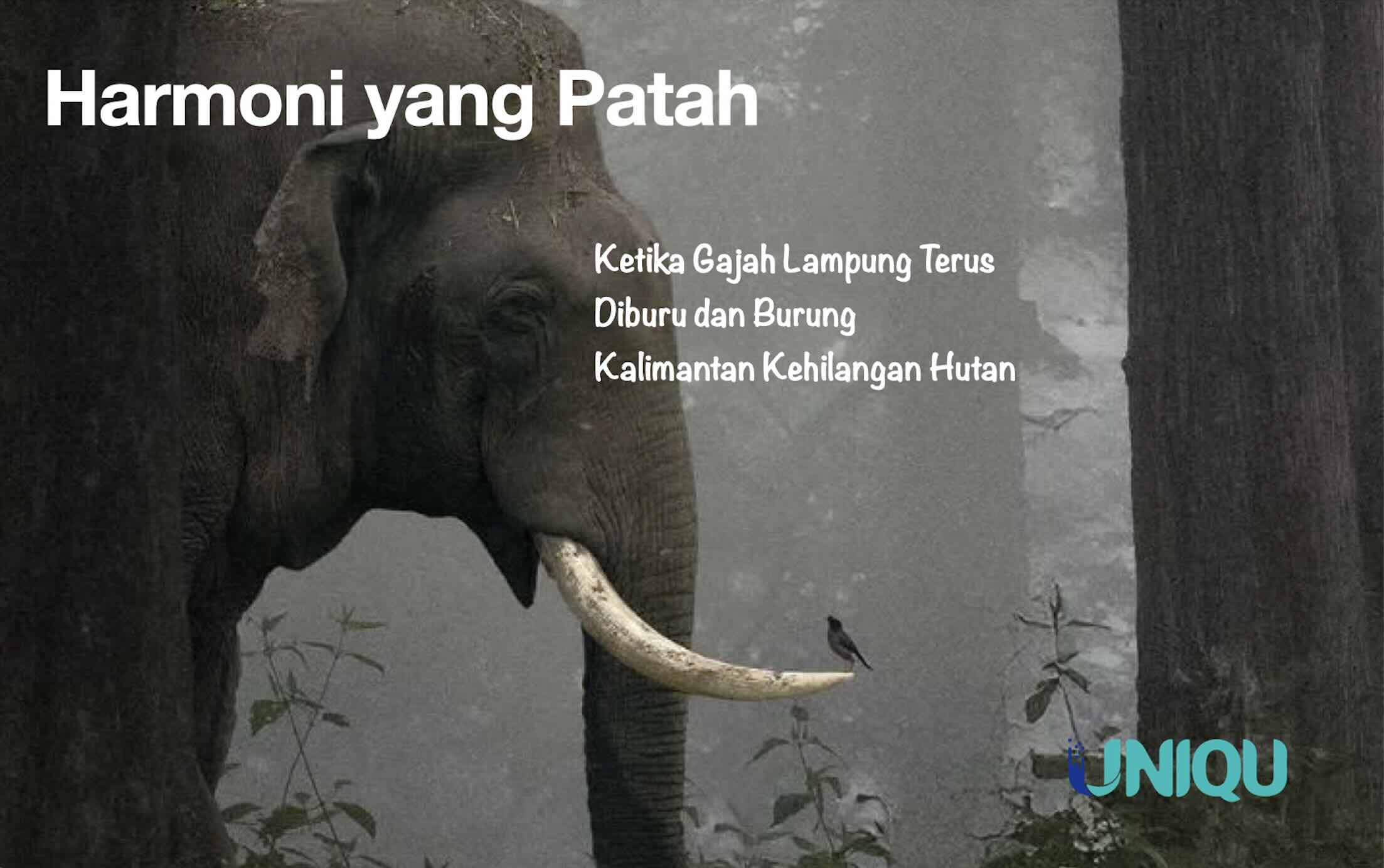 Harmoni yang Patah: Ketika Gajah Lampung Terus Diburu dan Burung Kalimantan Kehilangan Hutan