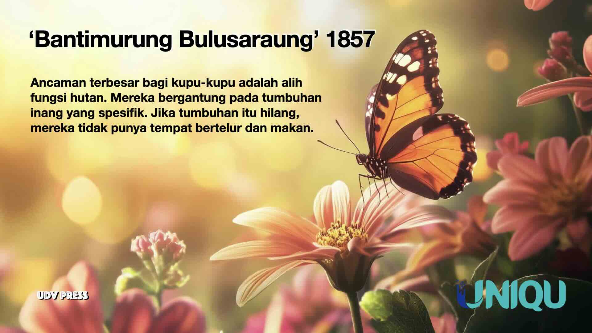 Menyusuri Jejak Kupu-Kupu Penyeberang Samudra